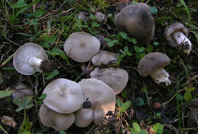 Tricholoma grigi.